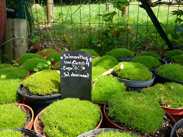 Scleranthus uniflorus