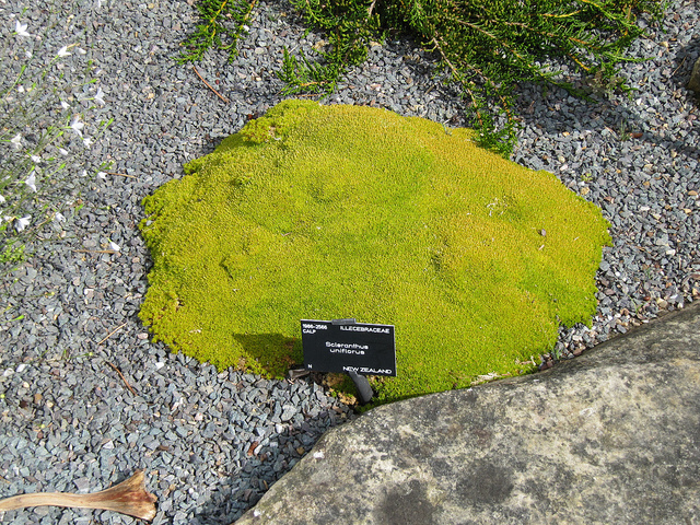 Scleranthus uniflorus