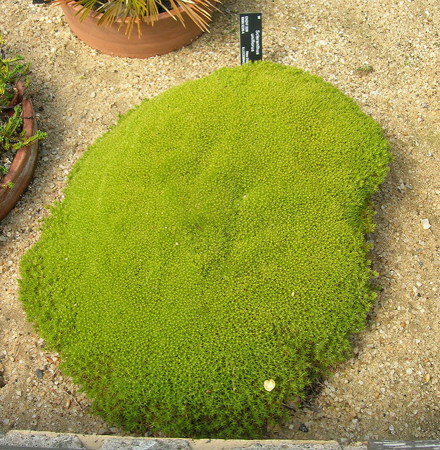 Scleranthus uniflorus