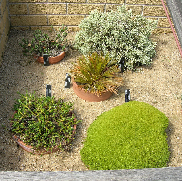 Scleranthus uniflorus