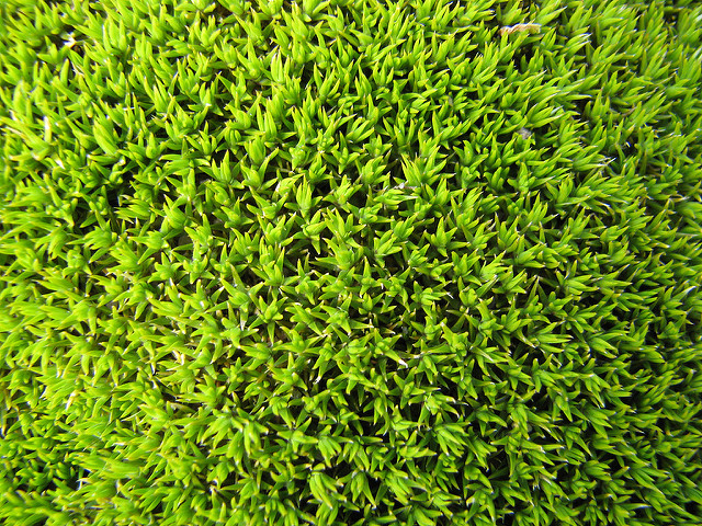 Scleranthus uniflorus