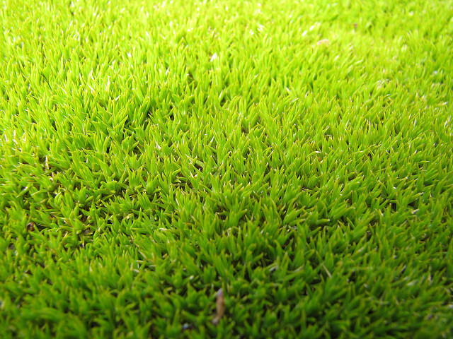 Scleranthus uniflorus (Scleranthus uniflorus)