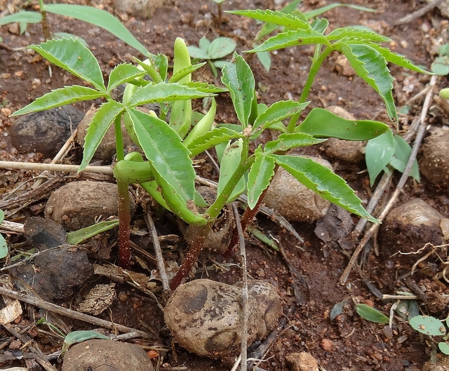 Marula