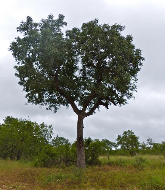 Marula