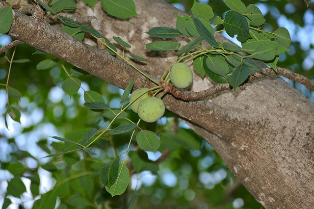 Marula