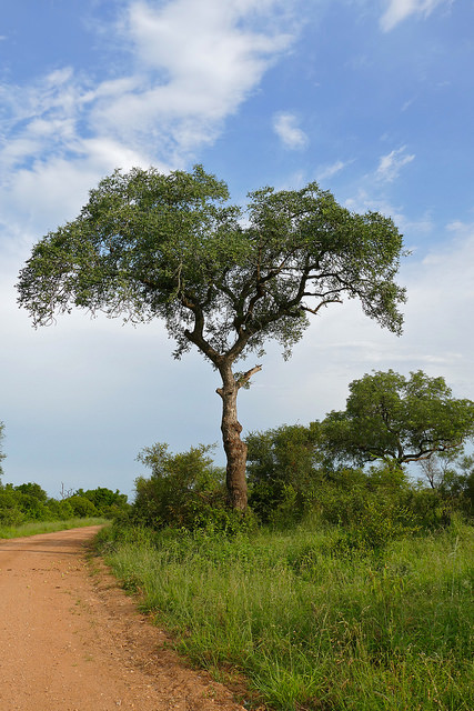 Marula