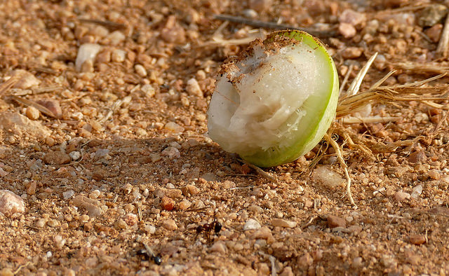 Marula