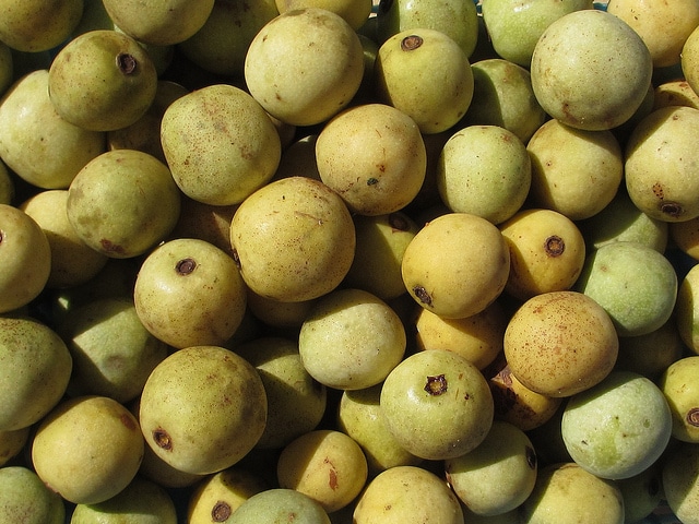 Marula (Sclerocarya birrea)
