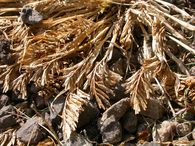 Gazon dur (Sclerochloa dura)