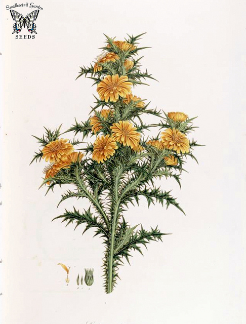 Scolymus hispanicus
