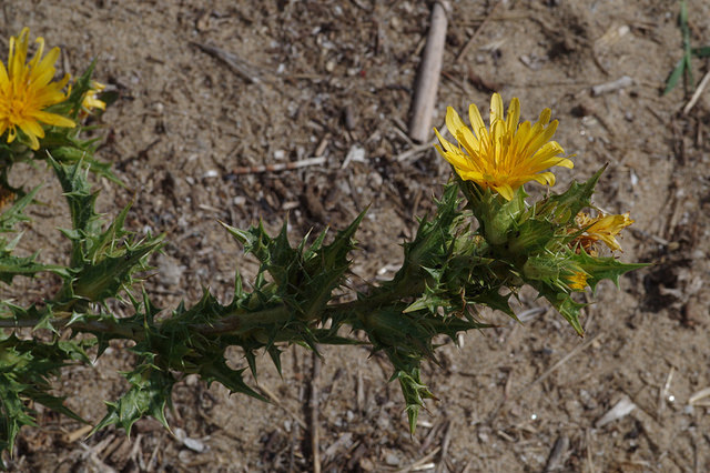 Scolymus hispanicus