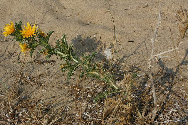 Scolymus hispanicus