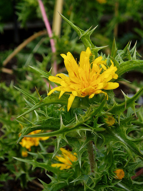Scolymus hispanicus