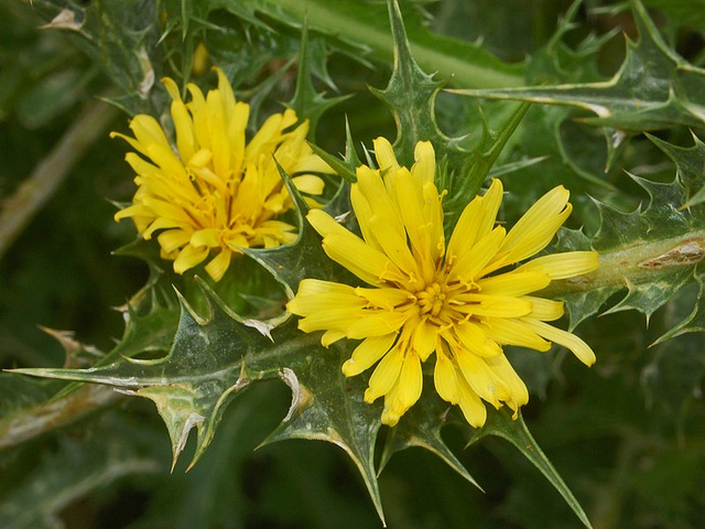 Scolymus hispanicus