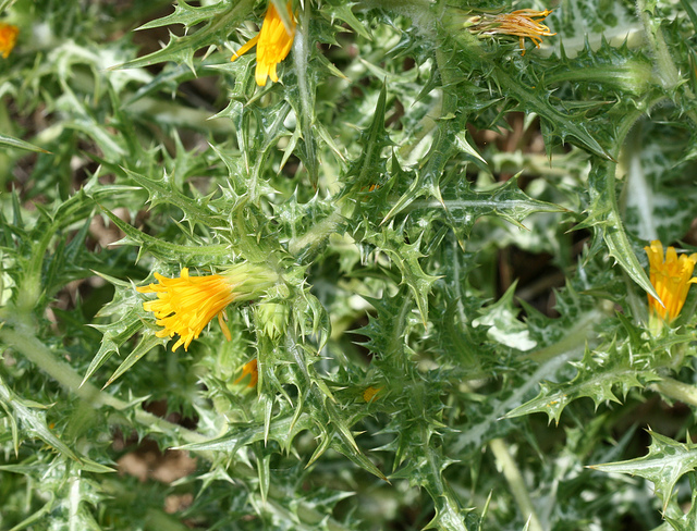 Scolymus hispanicus