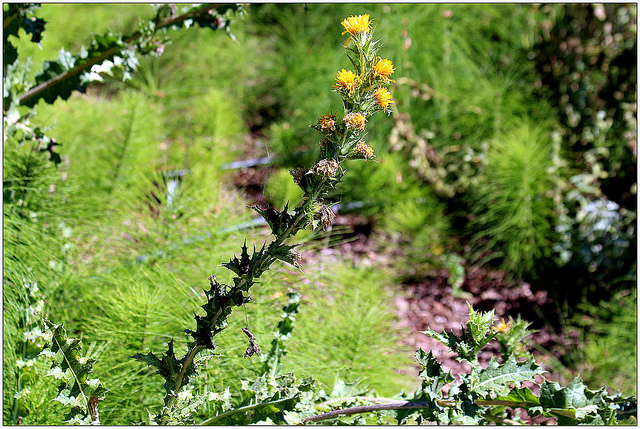 Scolyme taché (Scolymus maculatus)