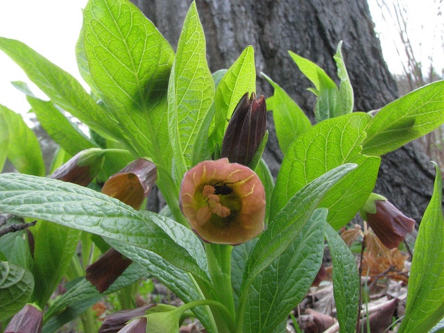 Scopolia carniolica