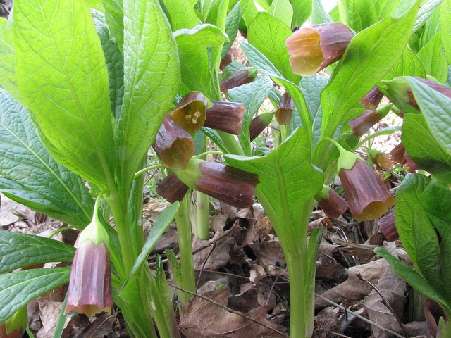 Scopolia carniolica