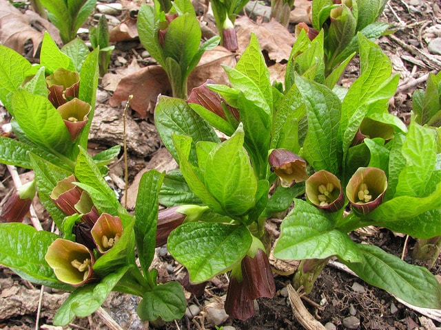 Scopolia carniolica