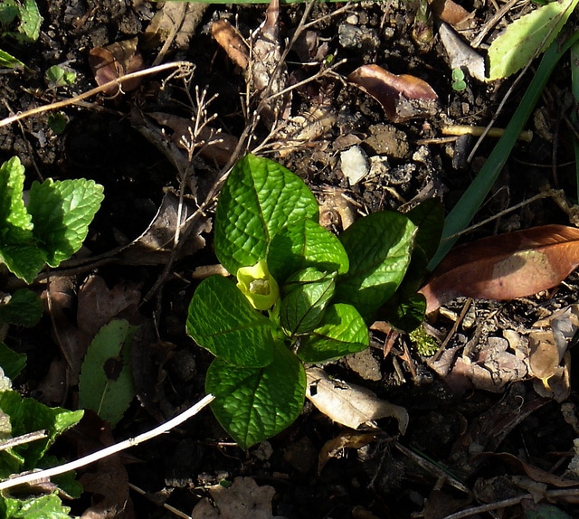 Scopolia carniolica