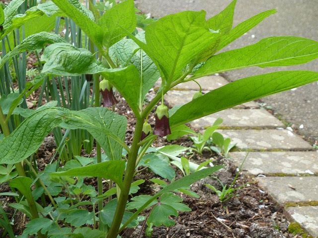 Scopolia carniolica