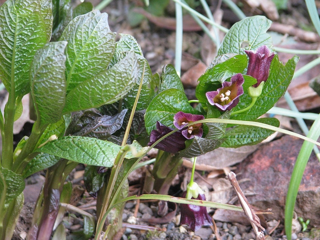 Scopolia carniolica (Scopolia carniolica)
