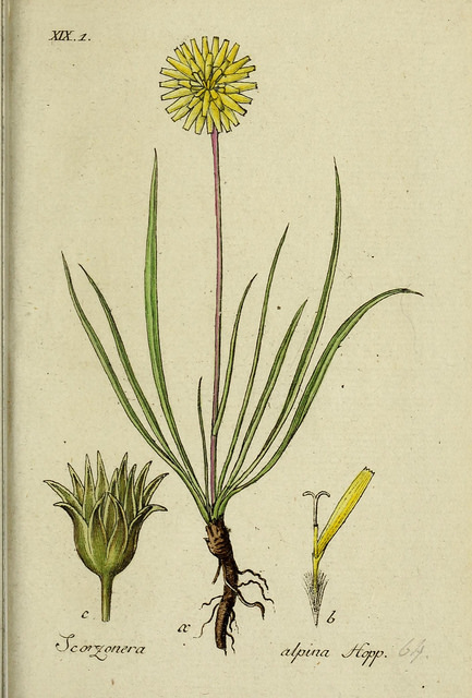 Scorsonère à arêtes (Scorzonera aristata)