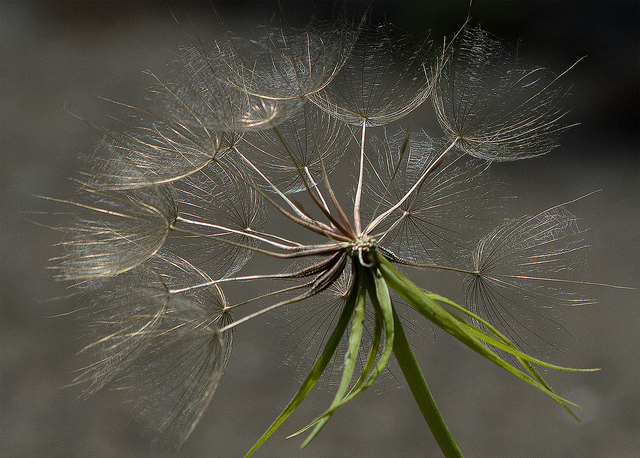 Scorzonera austriaca