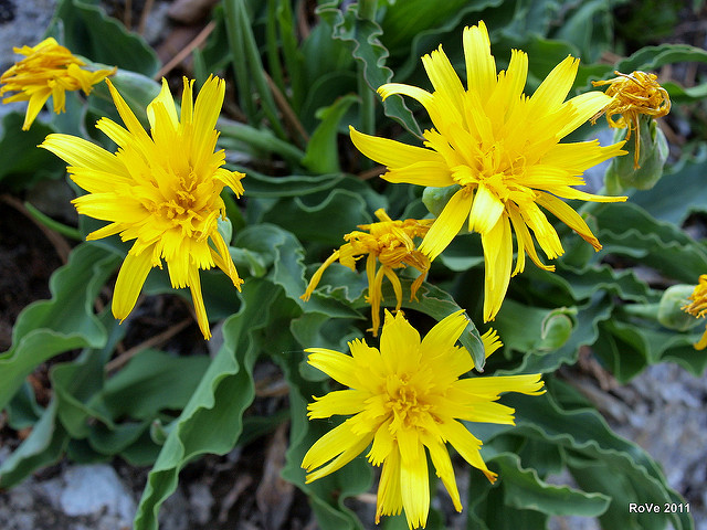 Scorzonera austriaca