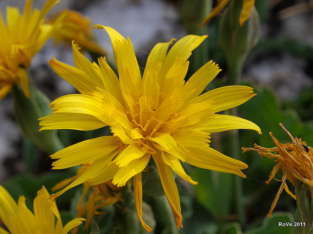 Scorzonera austriaca