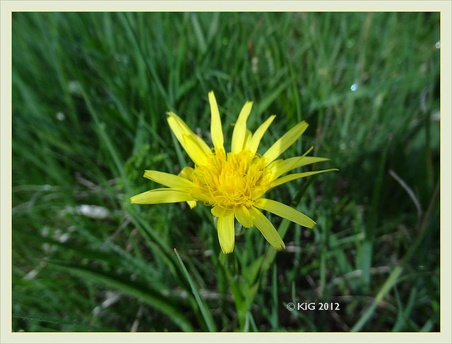 Scorzonera austriaca (Scorzonera austriaca)