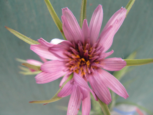 Scorsonère (Scorzonera hispanica)