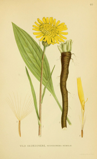 Petite scorsonère (Scorzonera humilis)