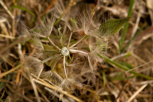 Scorsonère à feuilles de chausse-trape