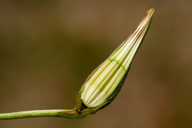Scorsonère à feuilles de chausse-trape (Scorzonera laciniata)