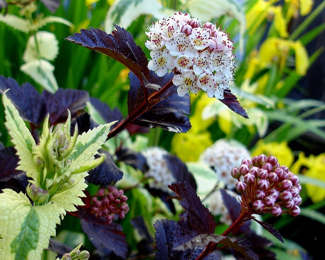 Scrofulaire à oreillettes (Scrophularia auriculata)