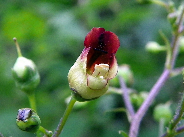 Scrofulaire noueuse (Scrophularia nodosa)