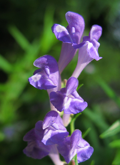 Scutellaire baicalensis
