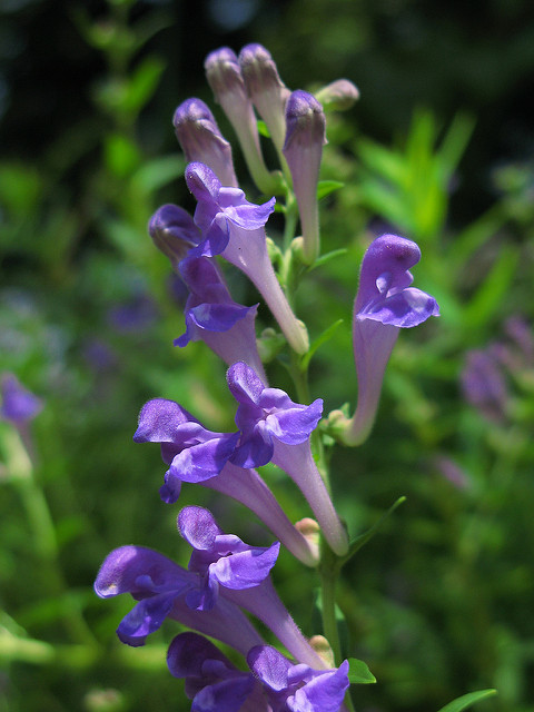 Scutellaire baicalensis