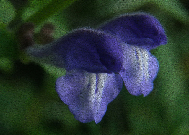 Grande toque (Scutellaria galericulata)