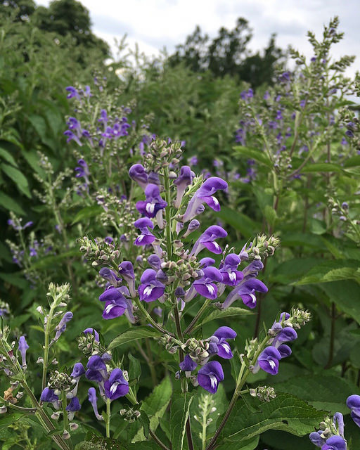 Scutellaire incana (Scutellaria incana)