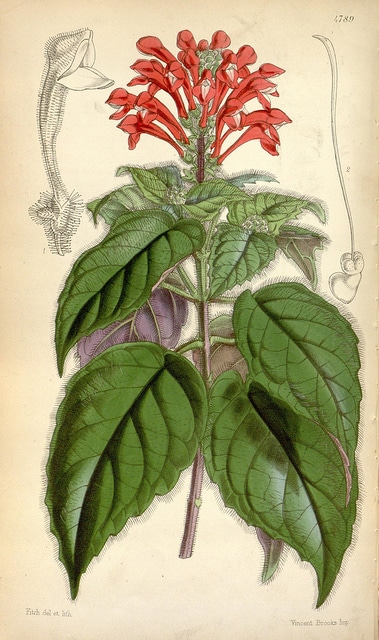 Scutellaire incana