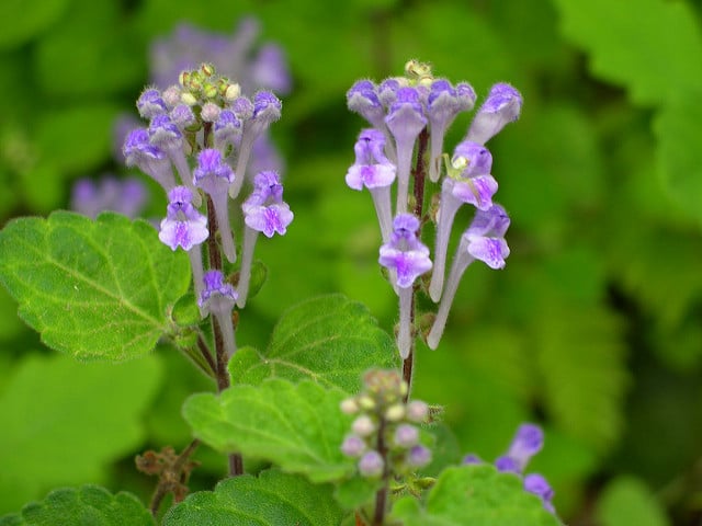 Scutellaria indica (Scutellaria indica)
