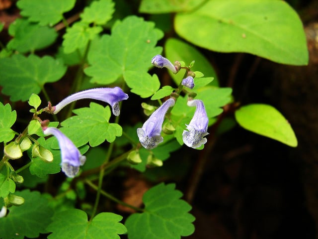 Scutellaria indica