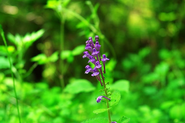 Scutellaria indica