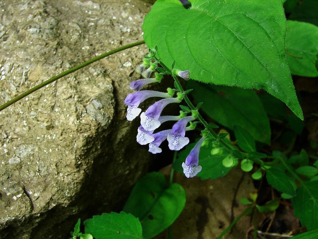 Scutellaria indica