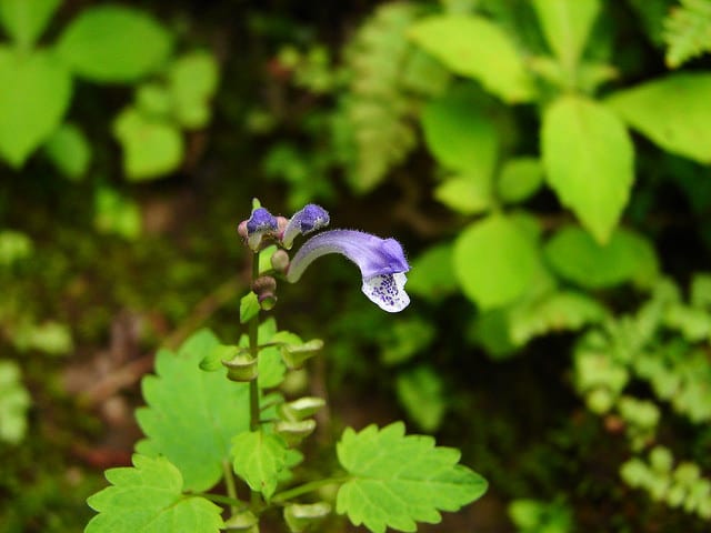 Scutellaria indica