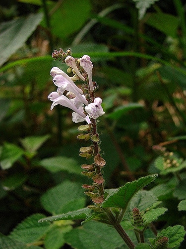 Scutellaria indica