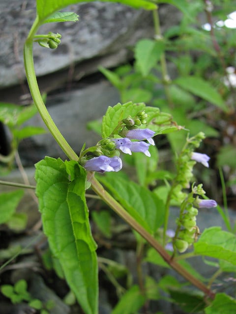 Scutellaire casquée