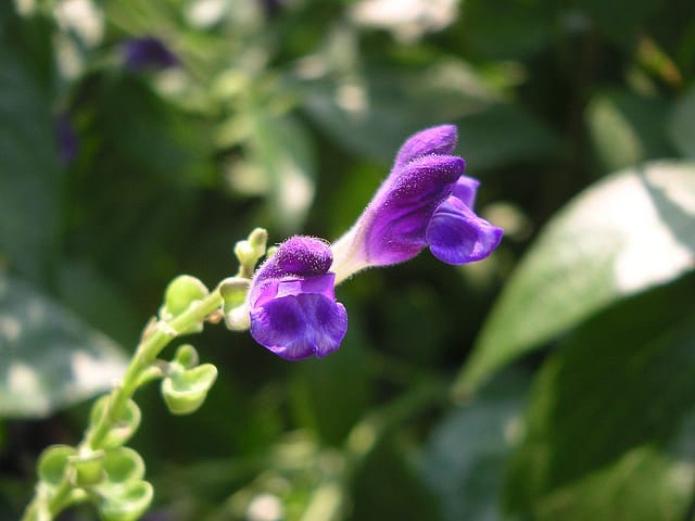 Scutellaire casquée